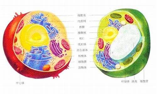 高中生物常考的原核真核生物,高考原核生物